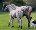 Inka, 15.2hh Riding Mare