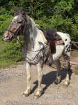 Inka, 15.2hh Riding Mare