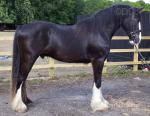3 Year Old Gelding 