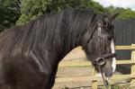 3 Year Old Gelding 