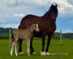 Welsh Section D Colt Foal
