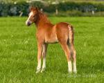 Welsh Section D Colt Foal