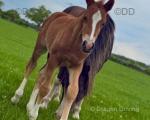 Welsh Section D Colt Foal