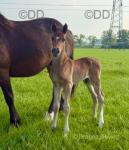 Welsh Section D Colt Foal