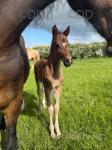 Welsh Section D Colt Foal