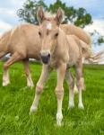 Welsh Section D Colt Foal