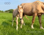 Welsh Section D Colt Foal