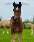 Welsh Section D Colt Foal
