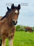 Welsh Section D Colt Foal