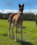 Welsh Section D Colt Foal