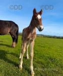 Welsh Section D Colt Foal