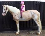 Ride and Drive Colt