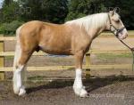 Varney, 2 Year Old Gelding 
