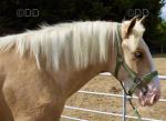 Varney, 2 Year Old Gelding 