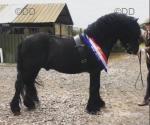 13.1hh Fell Stallion