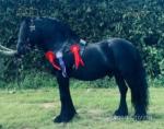 13.1hh Fell Stallion