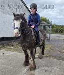 12.3hh Riding Gelding