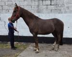 15.2hh Riding Gelding
