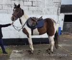 15.2hh Riding Mare