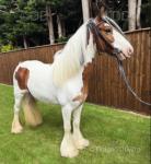 14hh Riding Mare
