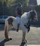 14hh Riding Mare