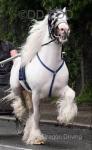 Captain Nemo, 14.3hh Stallion at Stud