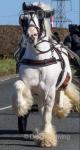 Captain Nemo, 14.3hh Stallion at Stud