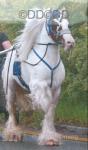 Captain Nemo, 14.3hh Stallion at Stud