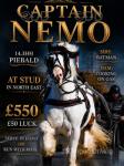 Captain Nemo, 14.3hh Stallion at Stud