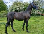 Friesian x Yearling Filly