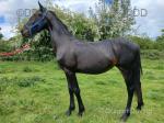 Friesian x Yearling Filly
