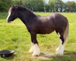 Chip, Yearling Colt