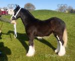 Chip, Yearling Colt