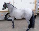 12hh Driving Mare