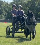 12hh Driving Mare