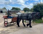12hh Driving Mare