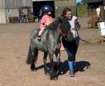 12hh Driving Mare