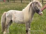 Miniature Stallion