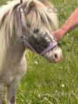 Miniature Stallion
