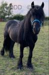 Brocklebank Joe, 14hh Fell Stallion
