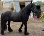 Brocklebank Joe, 14hh Fell Stallion