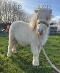 Shetland Yearling Filly