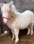 Shetland Yearling Filly