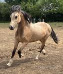 Welsh Section D Yearling Colt