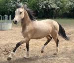 Welsh Section D Yearling Colt