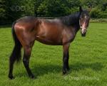 2 Year Old TB Colt