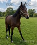 2 Year Old TB Colt
