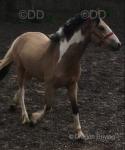 2 Year Old Colt