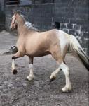 2 Year Old Colt