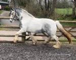 3 Year Old Filly